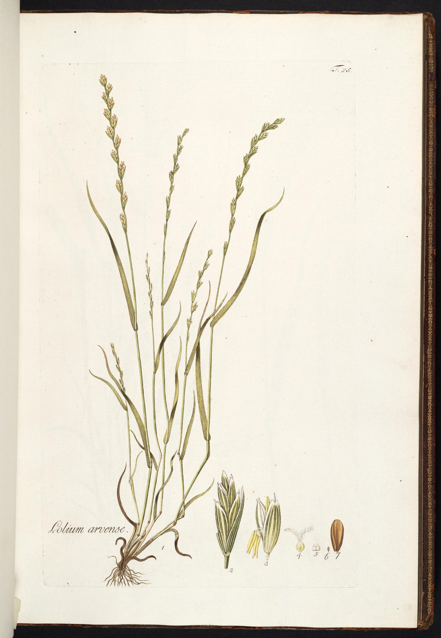 Botanical plate of darnel showing rooted stalks, narrow leaves, seed heads, floral structures, and a grain