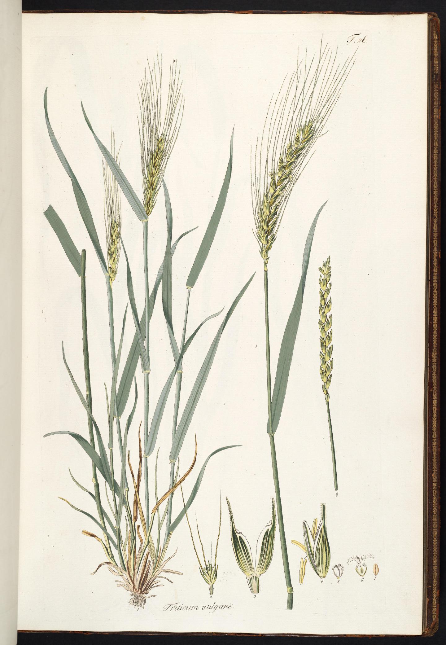 Botanical plate of common wheat showing rooted stalks, broad leaves, mature grain ears, floral structures, and a grain